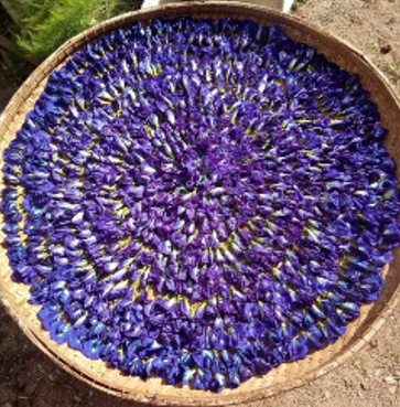 Proses Pengeringan Bunga Telang